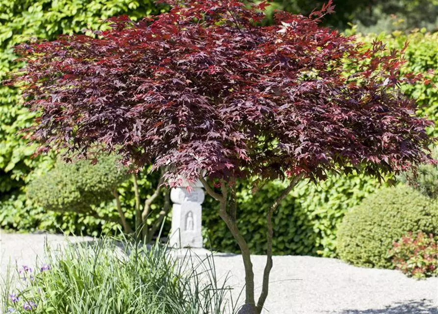 Roter Fächerahorn 'Atropurpureum'