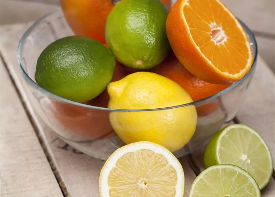 Citrus limon