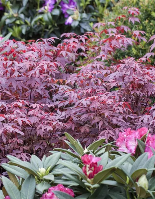 Roter Fächerahorn 'Atropurpureum'