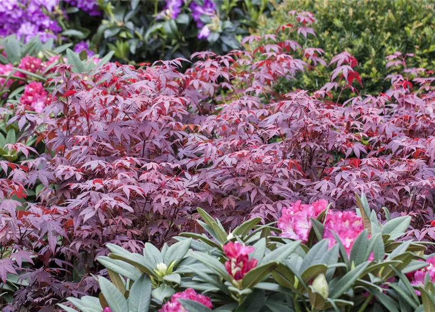 Roter Fächerahorn 'Atropurpureum'