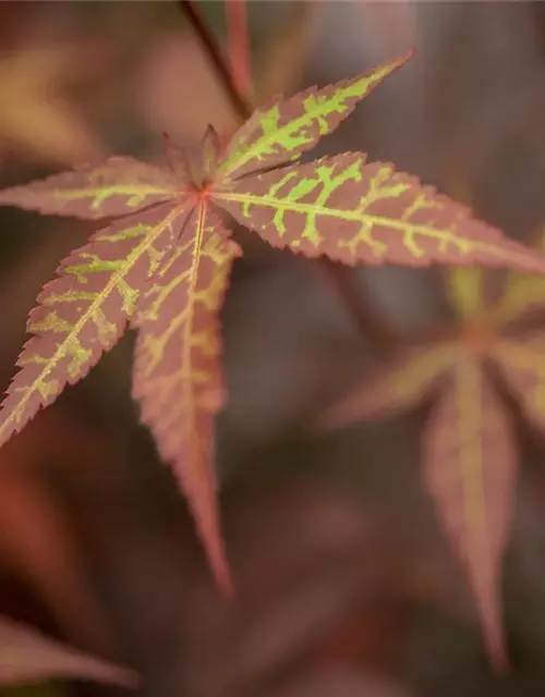 Roter Fächerahorn 'Atropurpureum'