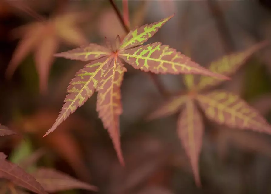 Roter Fächerahorn 'Atropurpureum'