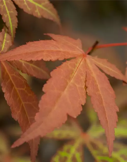 Roter Fächerahorn 'Atropurpureum'