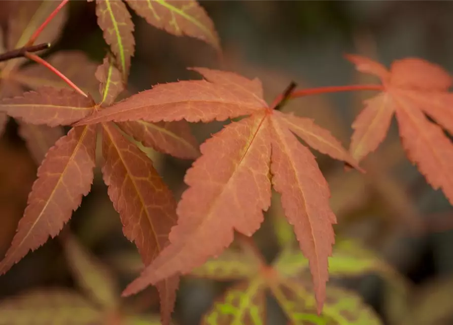 Roter Fächerahorn 'Atropurpureum'