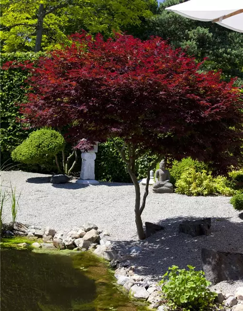 Roter Fächerahorn 'Atropurpureum'