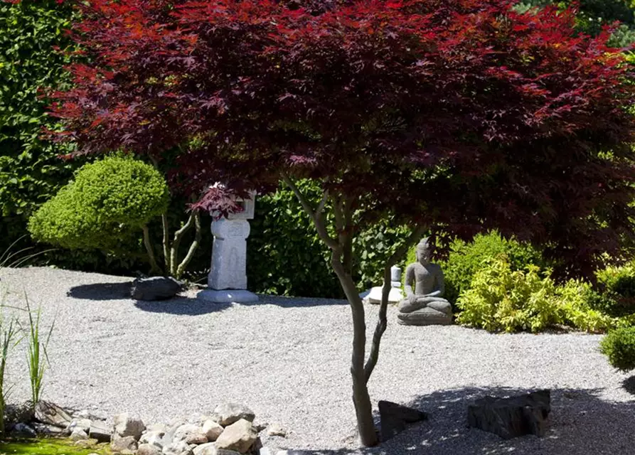 Roter Fächerahorn 'Atropurpureum'