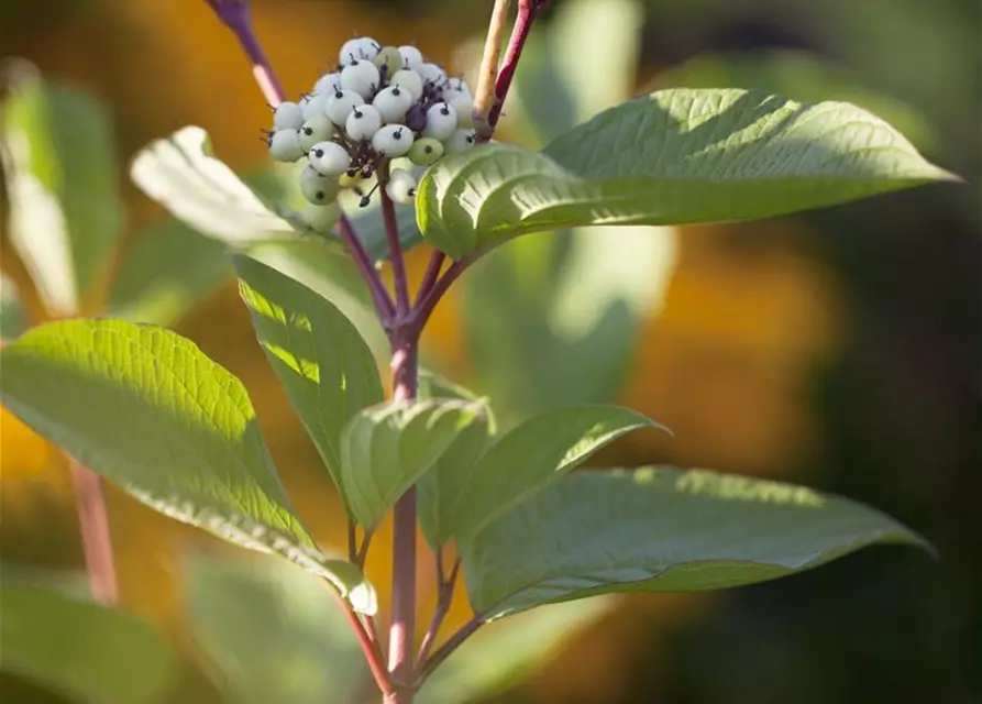 Purpur-Hartriegel 'Sibirica'