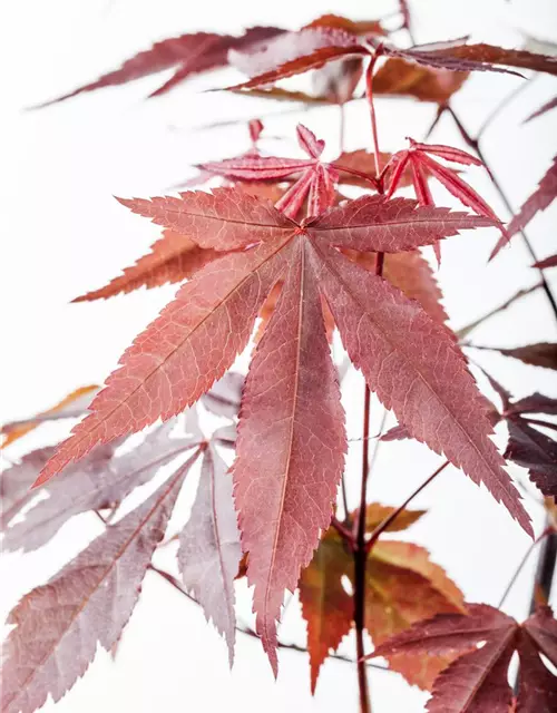 Roter Fächerahorn 'Atropurpureum'