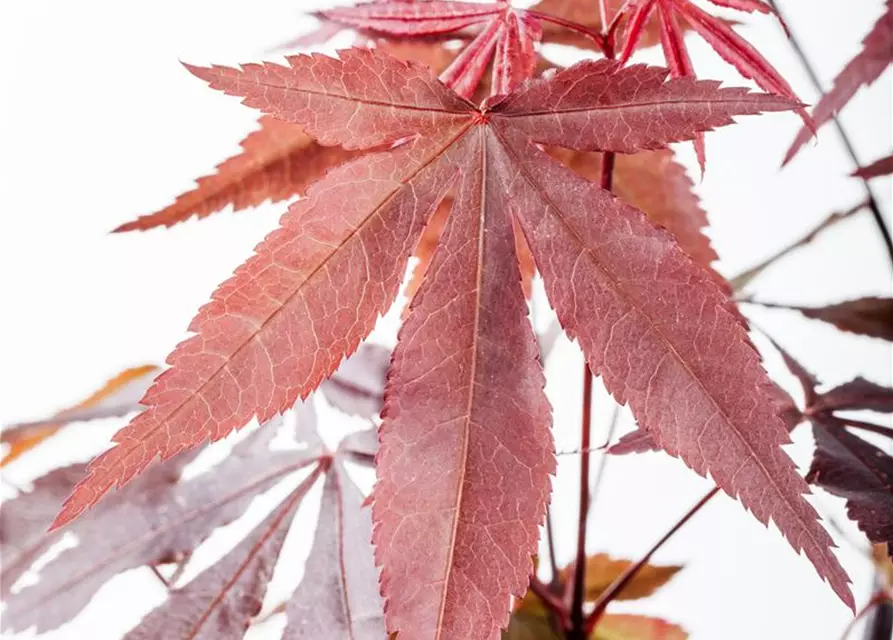 Roter Fächerahorn 'Atropurpureum'