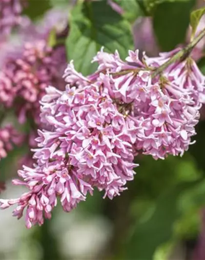 Syringa meyeri 'Pink Perfume'-S- -Set-