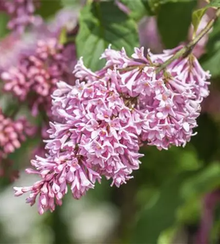 Syringa meyeri 'Pink Perfume'-S- -Set-