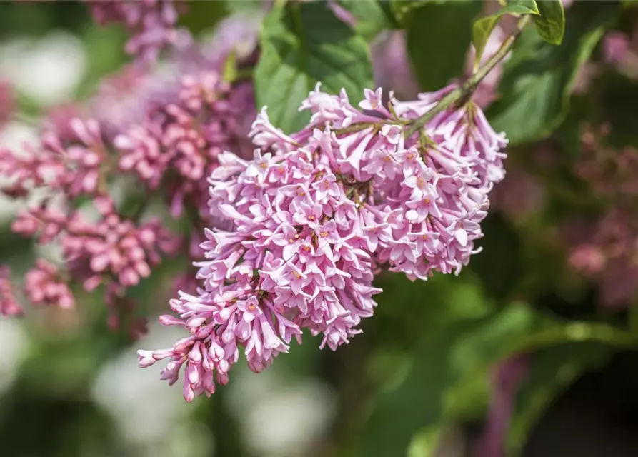 Syringa meyeri 'Pink Perfume'-S- -Set-