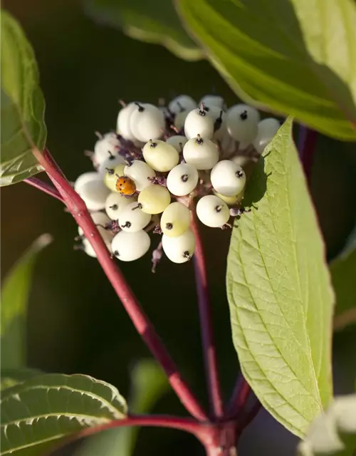 Purpur-Hartriegel 'Sibirica'