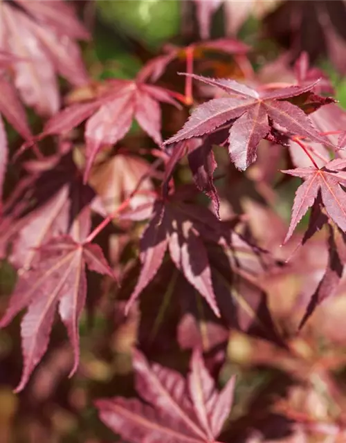 Roter Fächerahorn 'Atropurpureum'