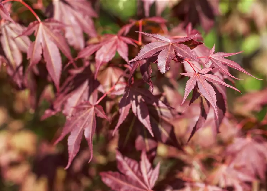 Roter Fächerahorn 'Atropurpureum'