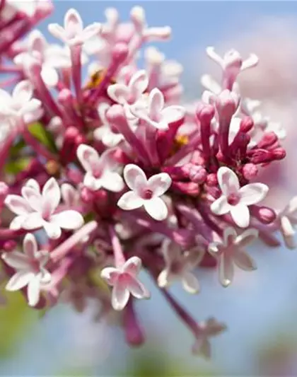 Syringa 'Redwine'