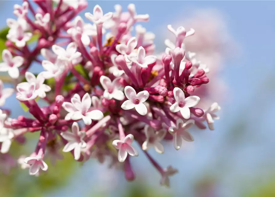 Syringa 'Redwine'