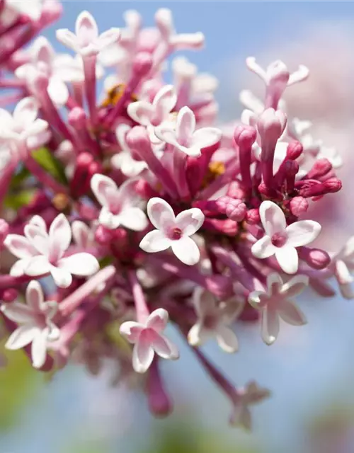 Syringa prestoniae 'Redwine'