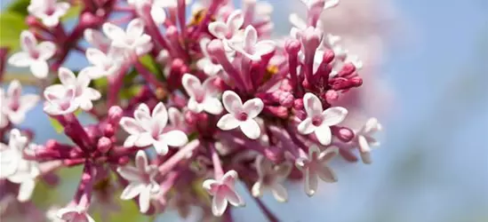 Syringa prestoniae 'Redwine'