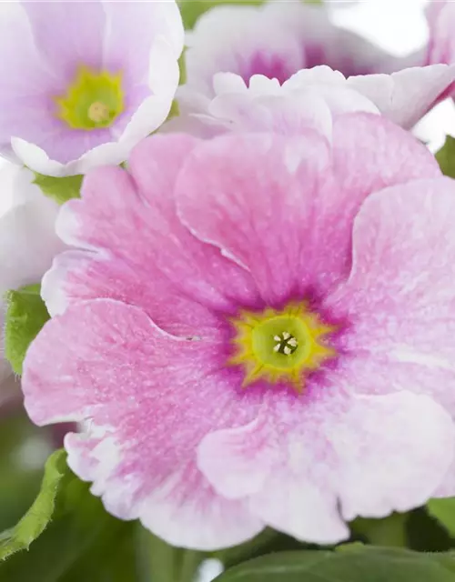 Rosenprimel 'Girls Delight® Pink Shades'