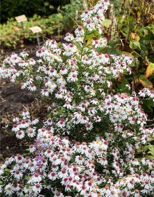 Waagerechte Garten-Aster 'Chloe'