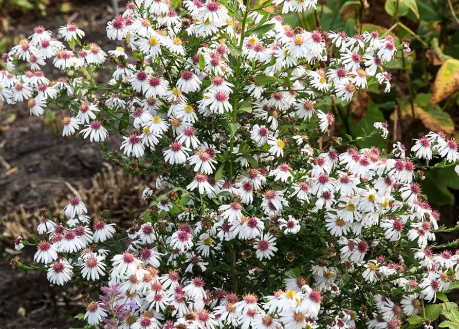 Waagerechte Garten-Aster 'Chloe'