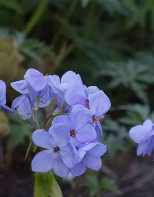 Wander-Phlox 'Blue Ridge'