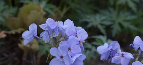 Wander-Phlox 'Blue Ridge'