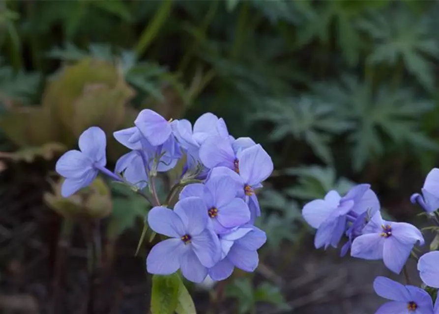 Wander-Phlox 'Blue Ridge'