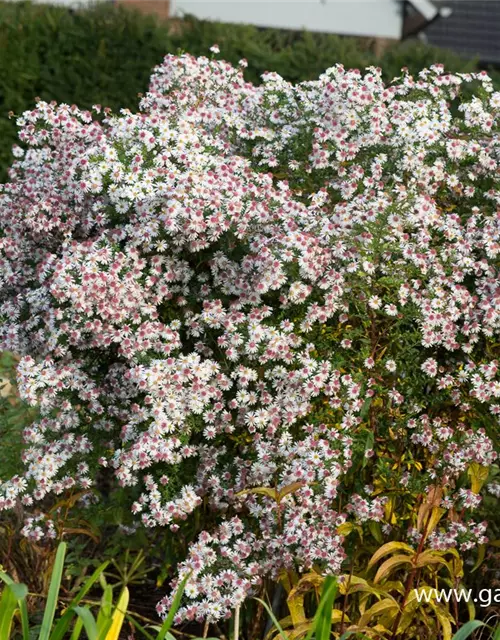 Waagerechte Garten-Aster 'Chloe'