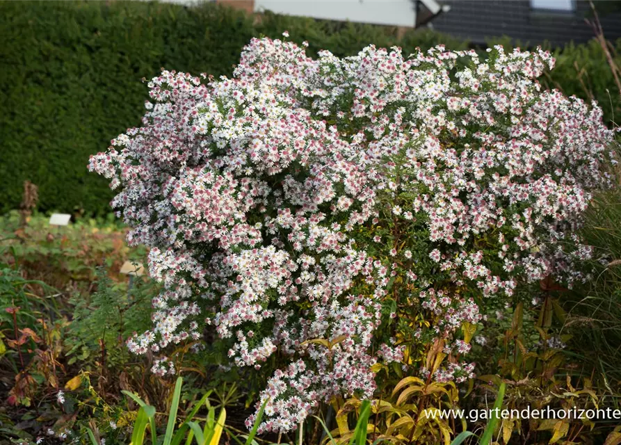 Waagerechte Garten-Aster 'Chloe'