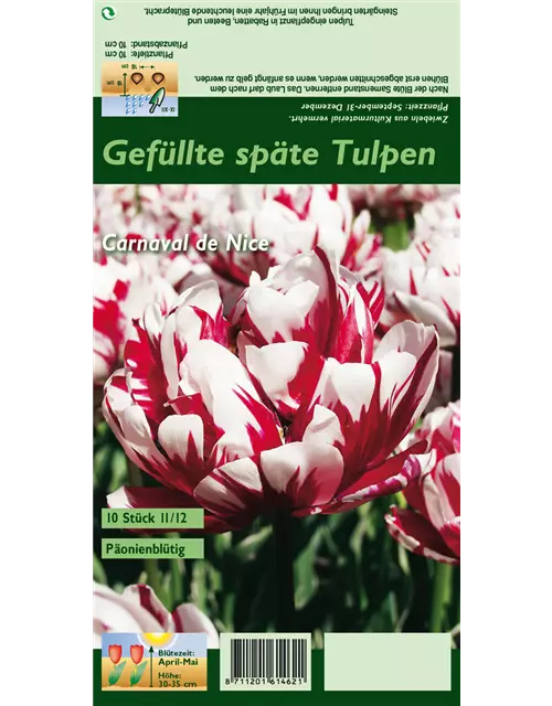 Tulpe 'Carnaval de Nice'