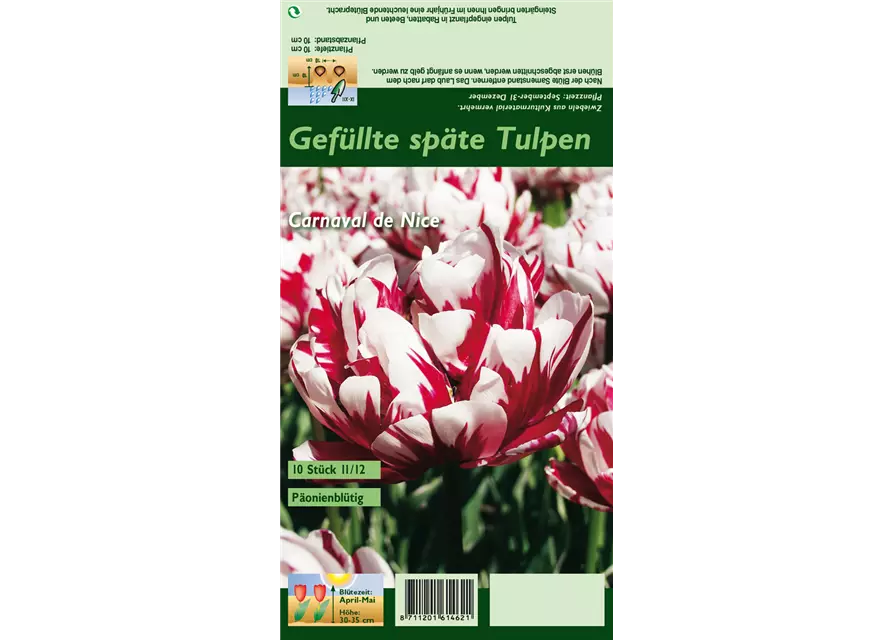 Tulpe 'Carnaval de Nice'