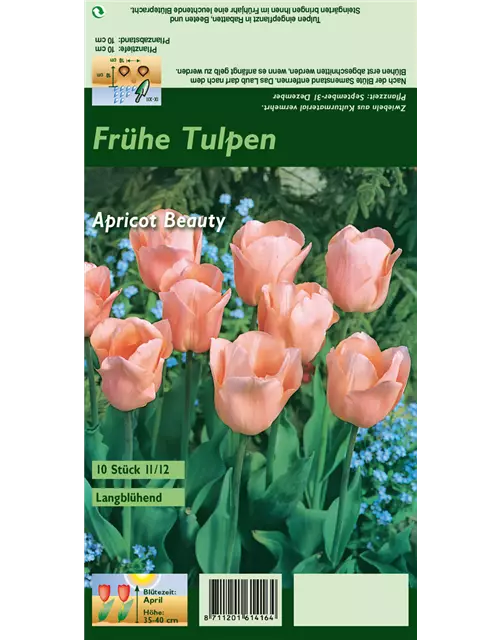 Tulpe 'Apricot Beauty'