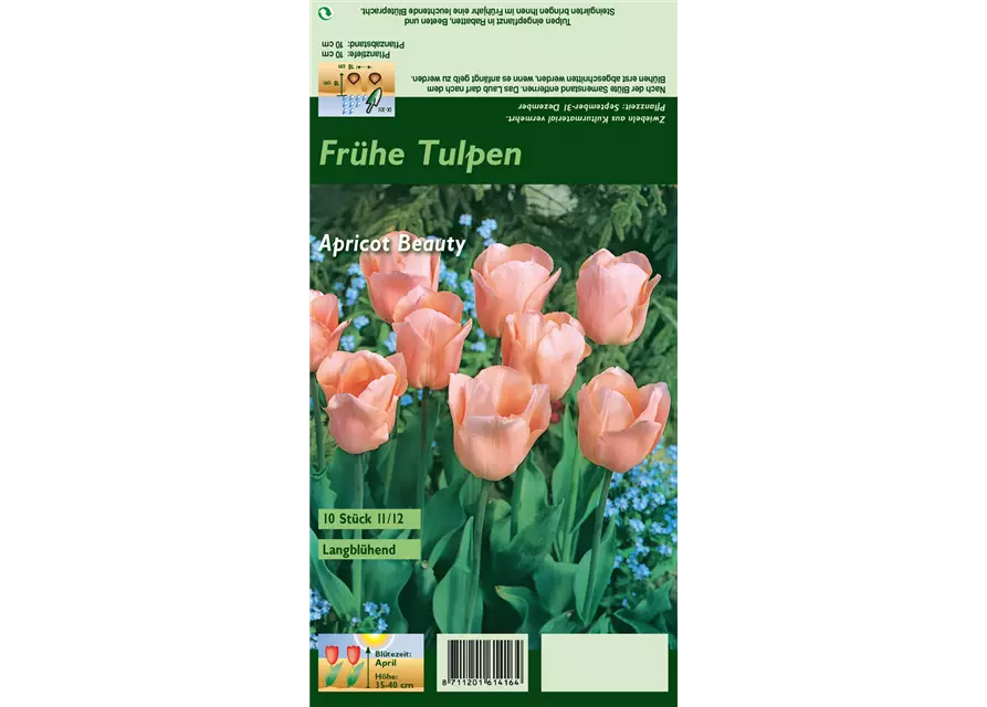 Tulpe 'Apricot Beauty'