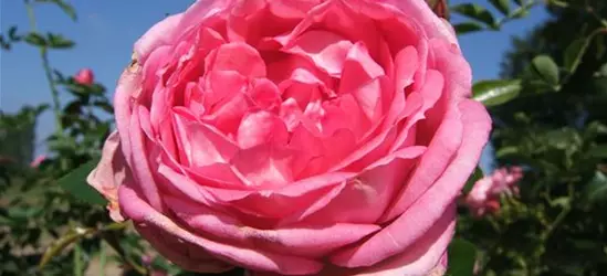 Strauchrose 'La Rose de Molinard'