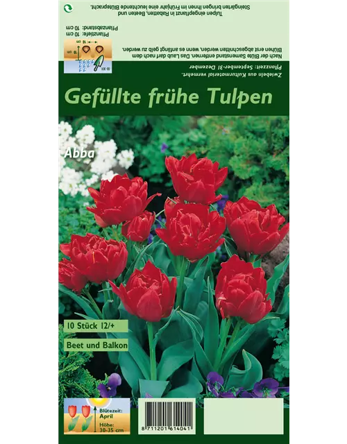 Tulpe 'Abba'