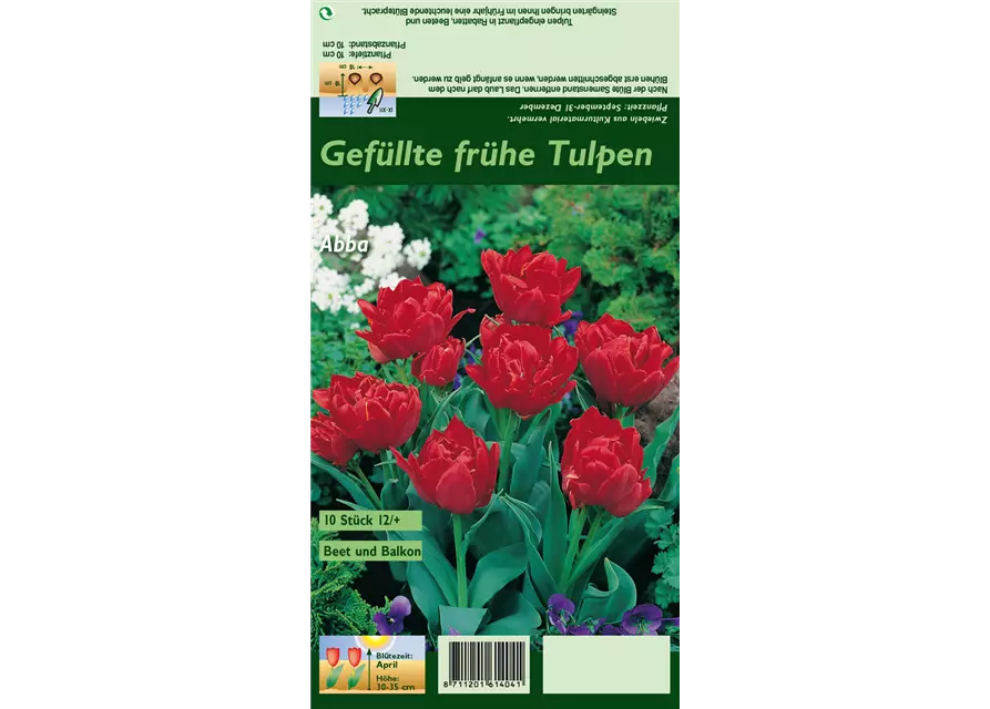 Tulpe 'Abba'