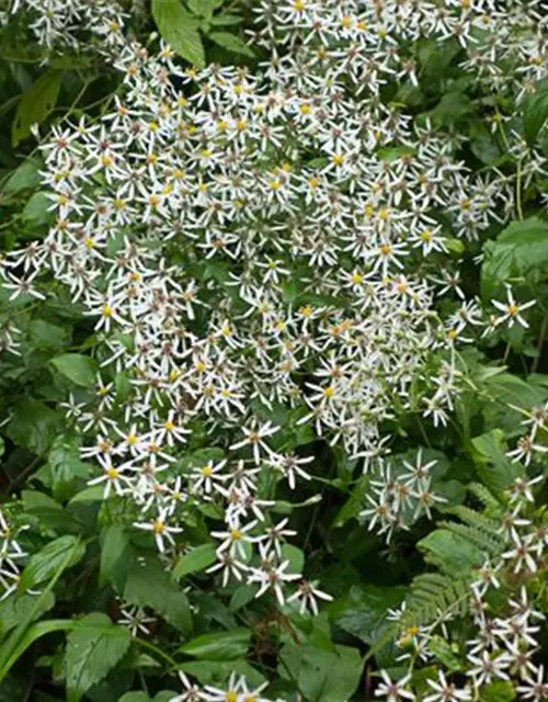 Sperrige Aster