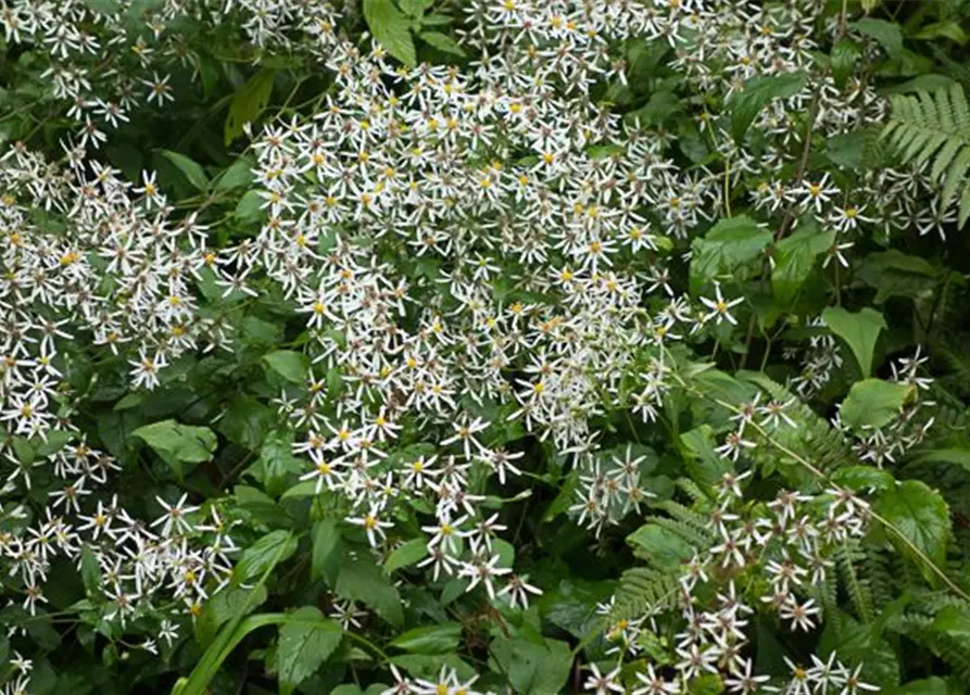 Sperrige Aster