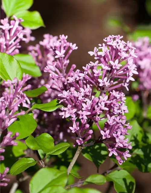 Syringa meyeri 'Dark Purple' -S- -Set-