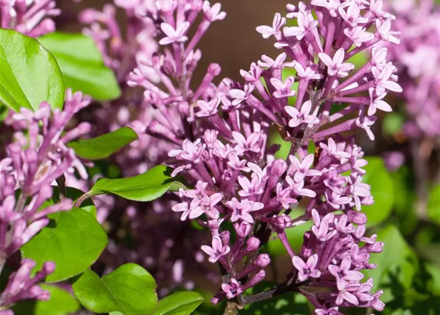 Syringa meyeri 'Dark Purple' -S- -Set-