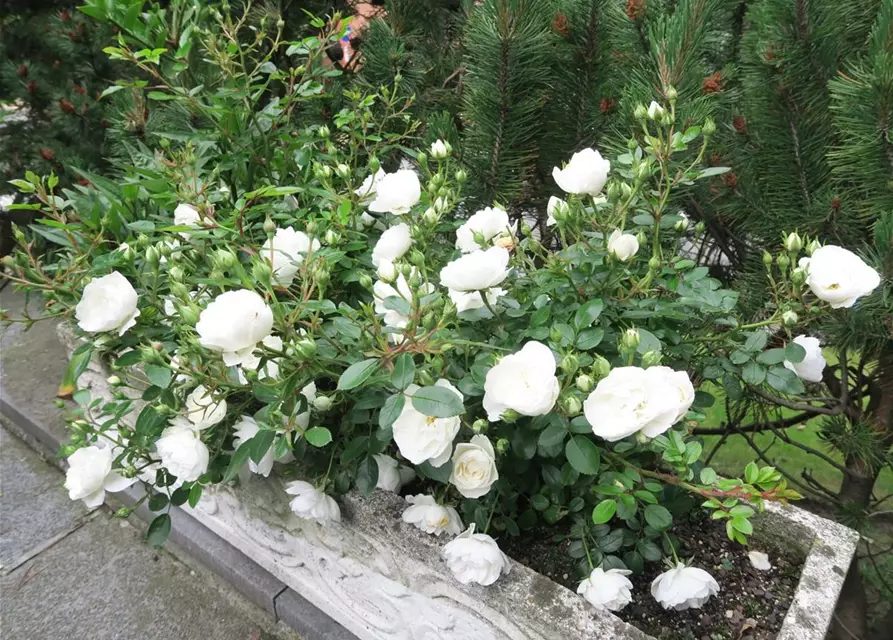 Zwergrose 'White Babyflor'