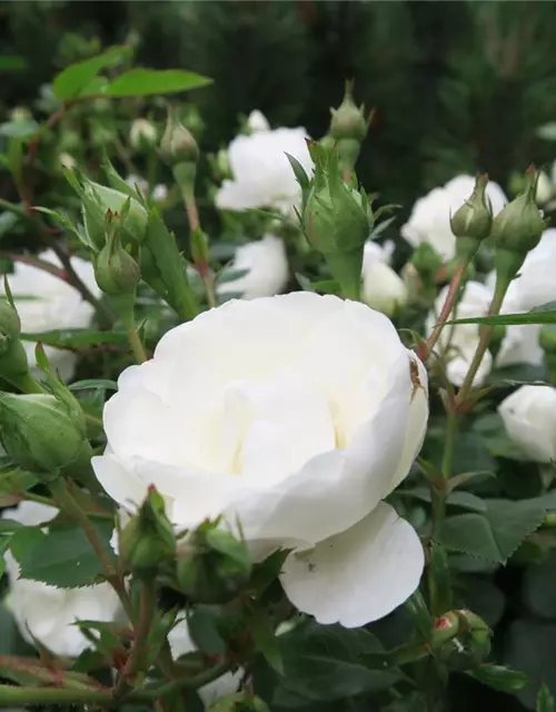 Zwergrose 'White Babyflor'