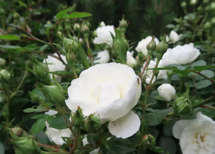 Zwergrose 'White Babyflor'