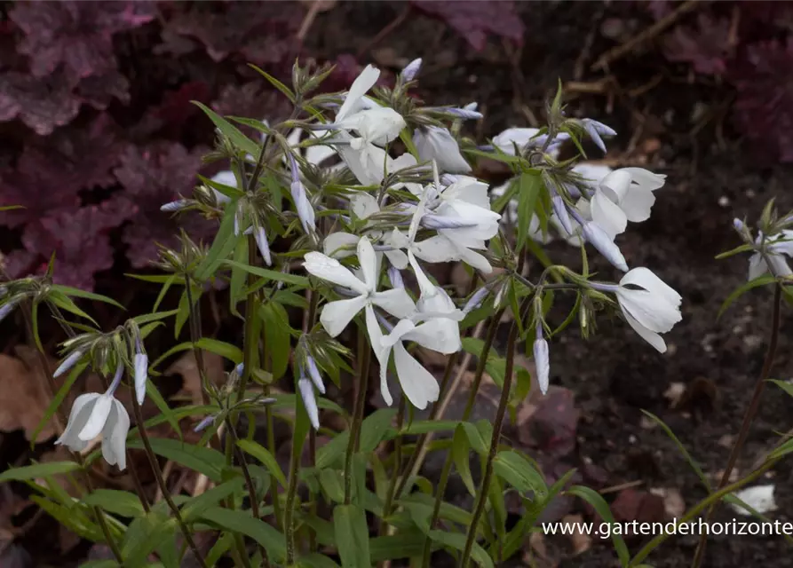 Phlox divaricata 'White Perfume'