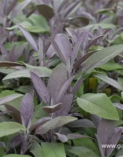 Salvia officinalis 'Purpurascens'