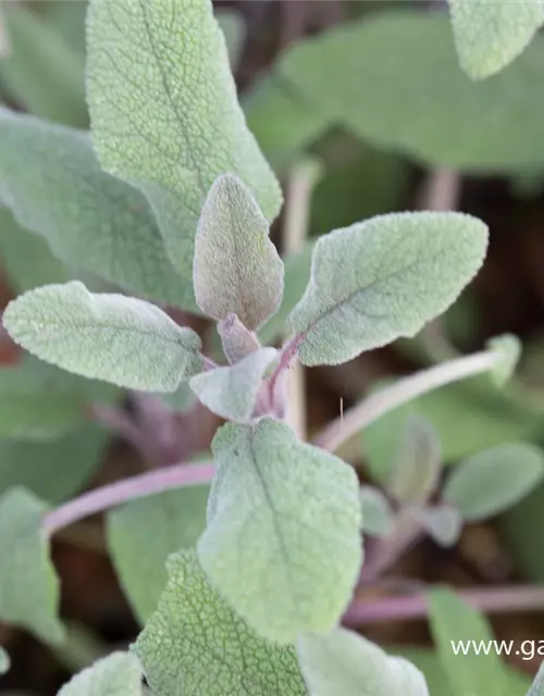 Salvia officinalis 'Purpurascens'