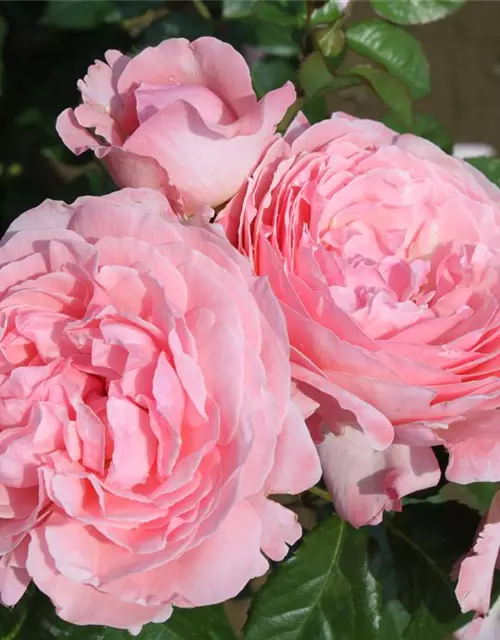 Strauchrose 'Kölner Flora'®