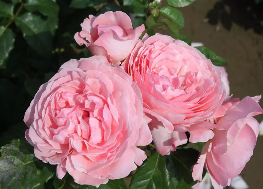 Strauchrose 'Kölner Flora'®